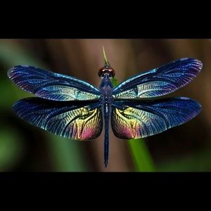 Meet your Posher, Tonya